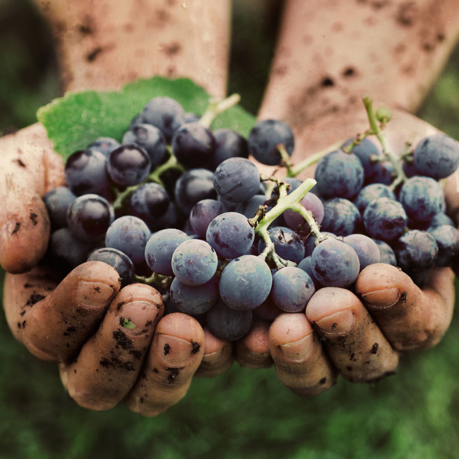 picked_grapes_hands_front_page