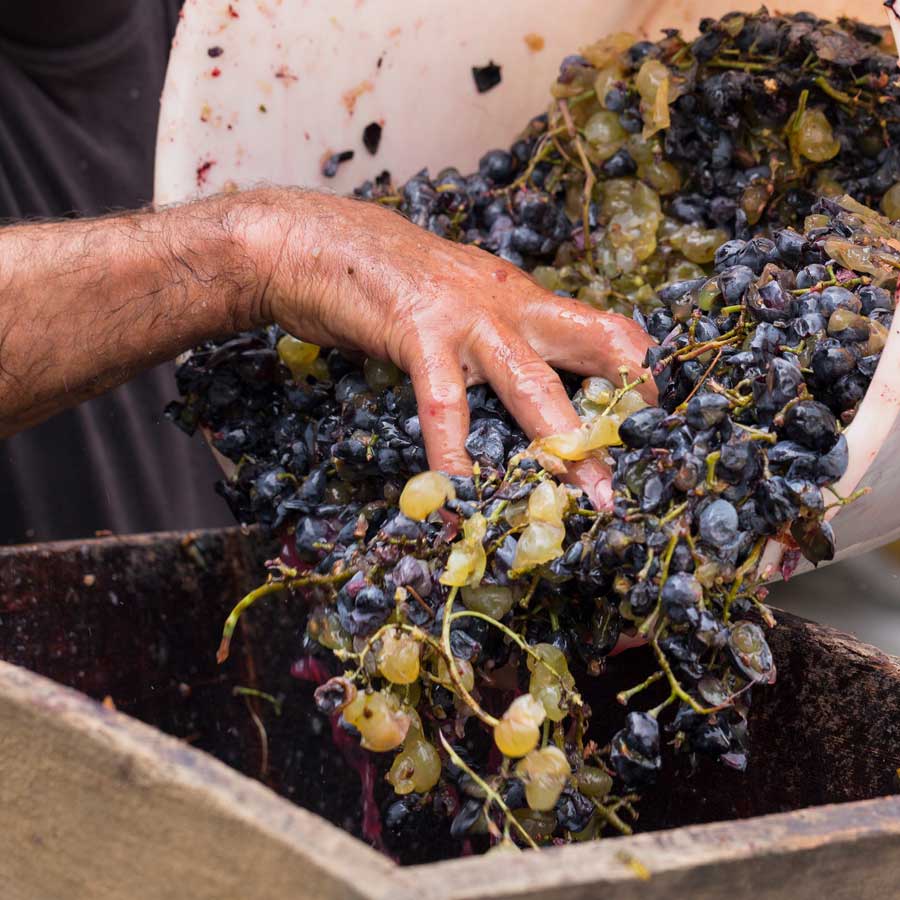 grapes-harvest-hand